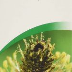 A.Vogel Plantago Lanceolata 50ml